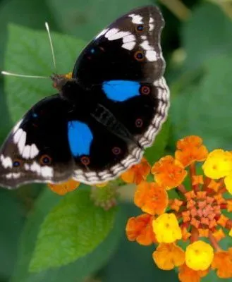 Close-up of a vibrant butterfly with black, white, and blue markings perched on a cluster of small orange and yellow flowers, set against lush green foliage.
