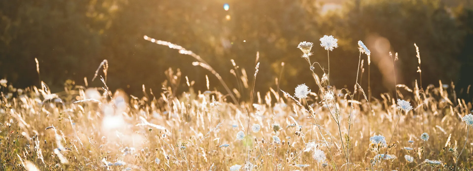 Wildflowers in a sunlit meadow with trees in the background.