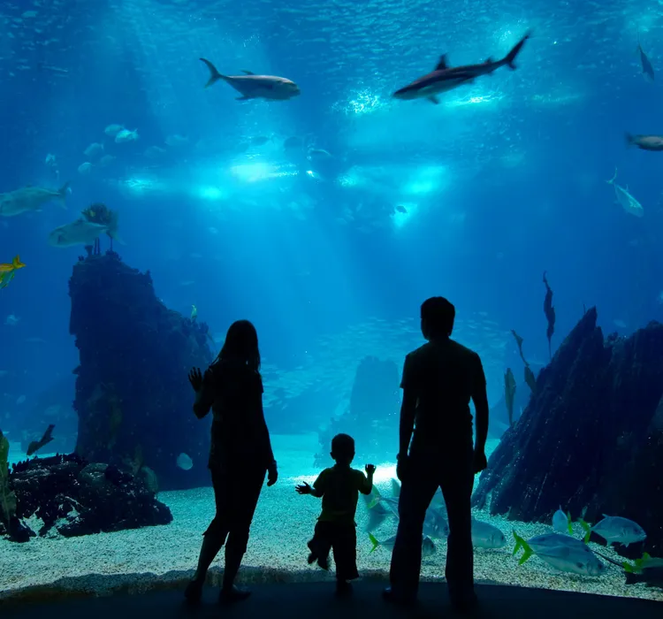Silhouette of a family watching fish in a large aquarium exhibit.