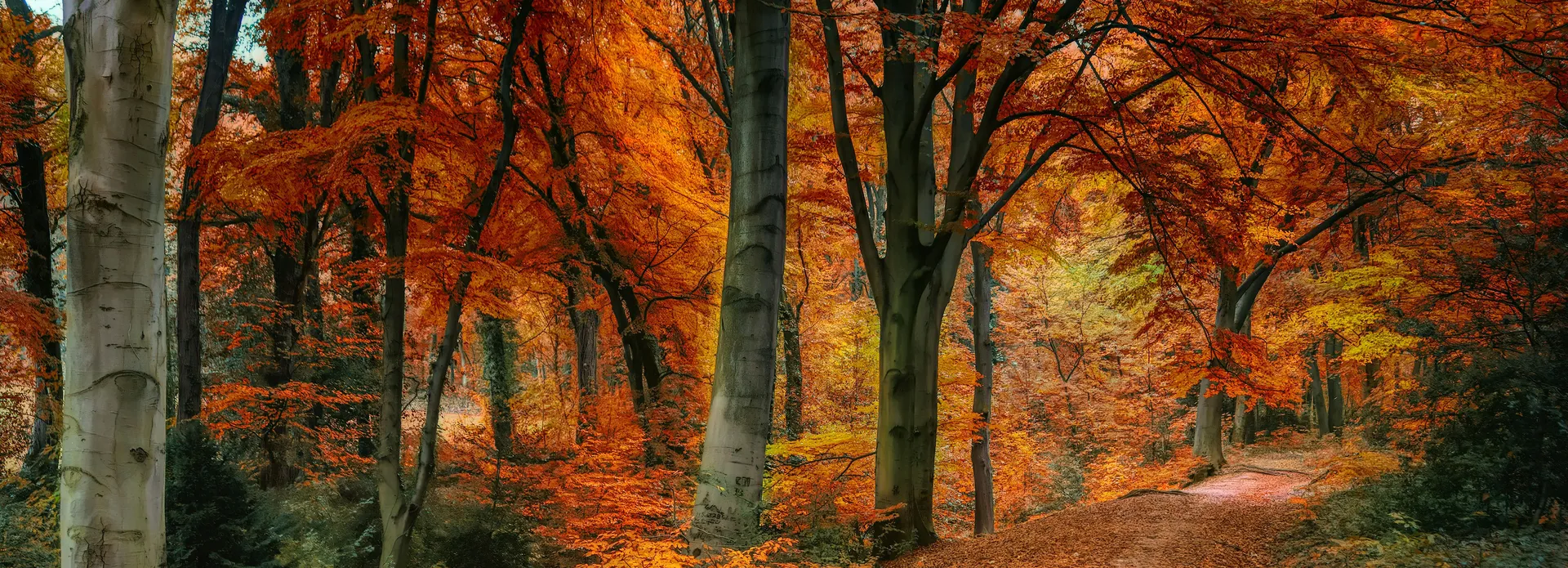 Leaf-covered woodland path winding through trees with vivid orange autumn foliage