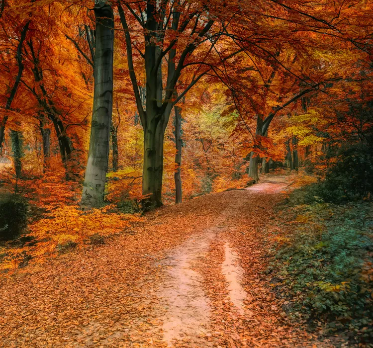Leaf-covered woodland path winding through trees with vivid orange autumn foliage