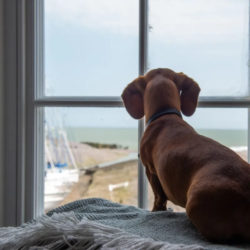 A dachshund dog looking out of a window towards the sea.