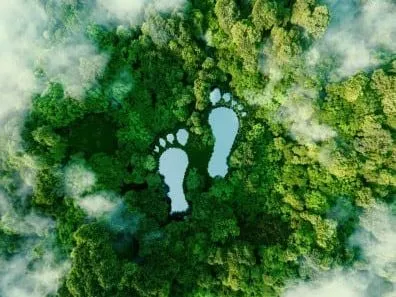 Aerial view of a forest with two large footprints shaped as clearings or water bodies in the trees.
