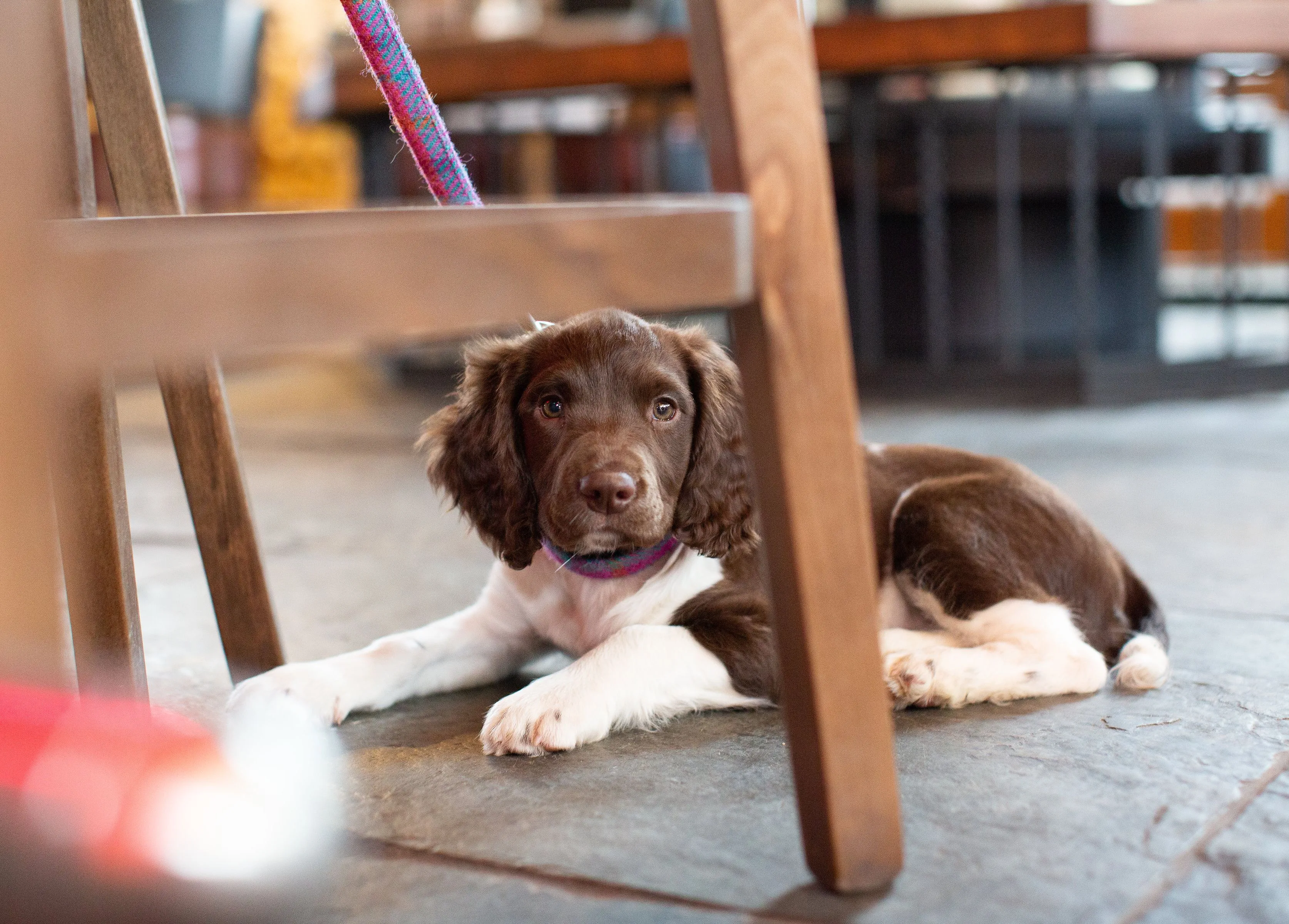 Brown and white puppy lying on the floor beneath a wooden chair indoors