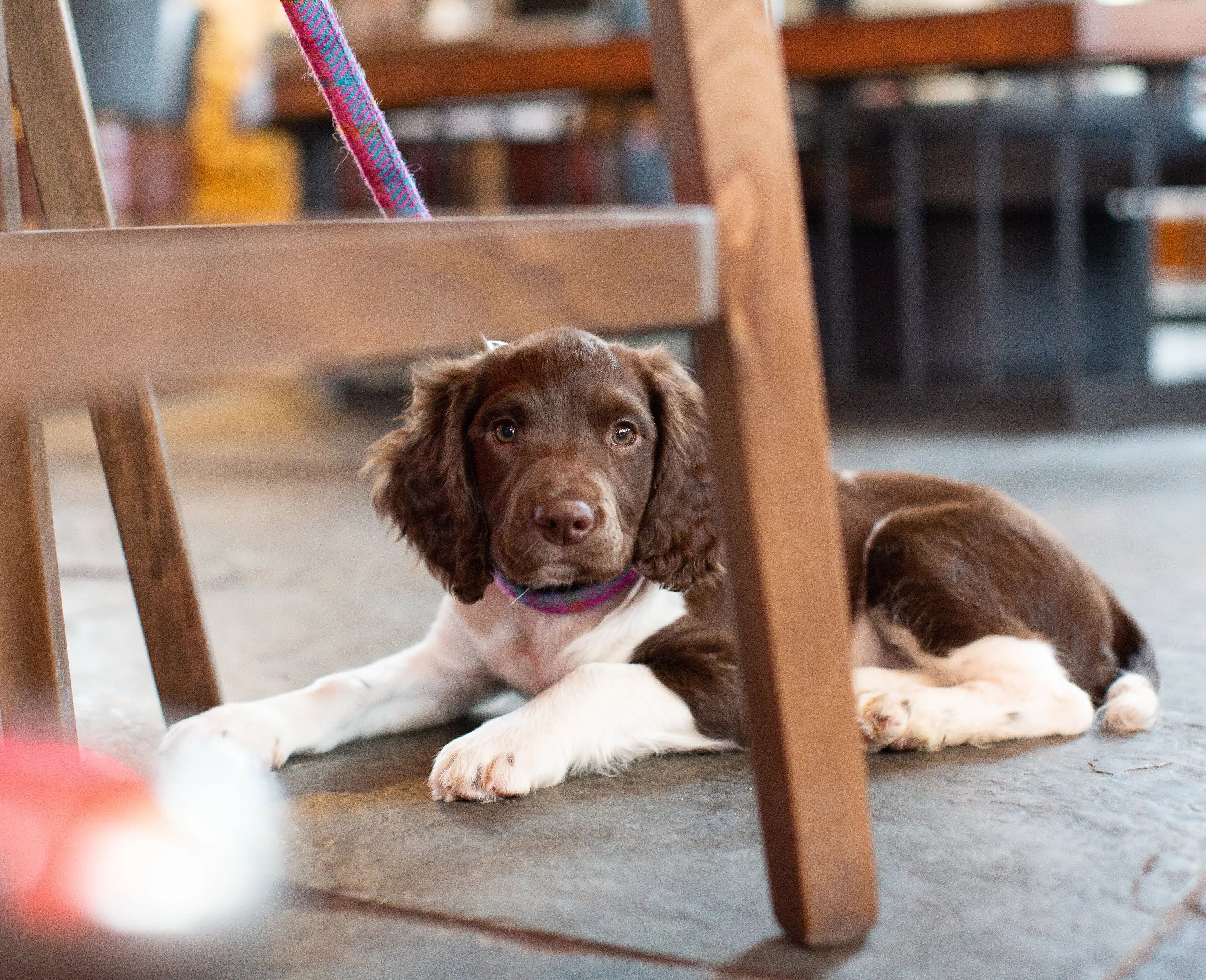 Brown and white puppy lying on the floor beneath a wooden chair indoors