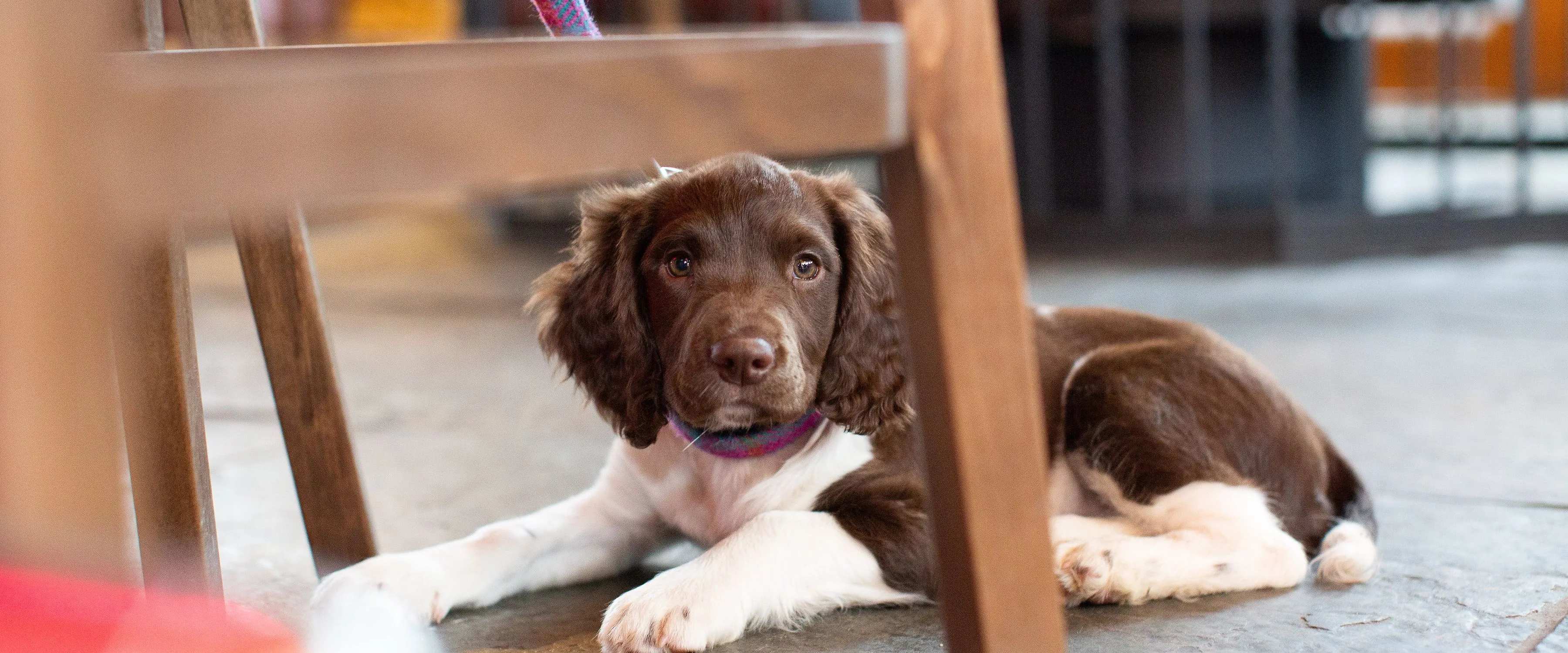 Brown and white puppy lying on the floor beneath a wooden chair indoors