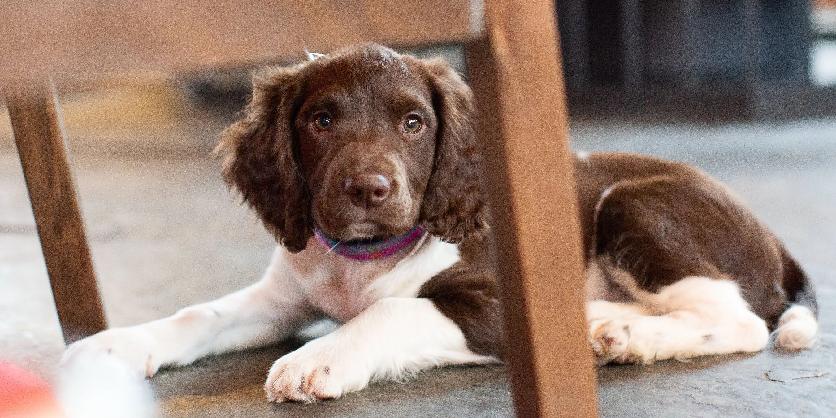 Brown and white puppy lying on the floor beneath a wooden chair indoors