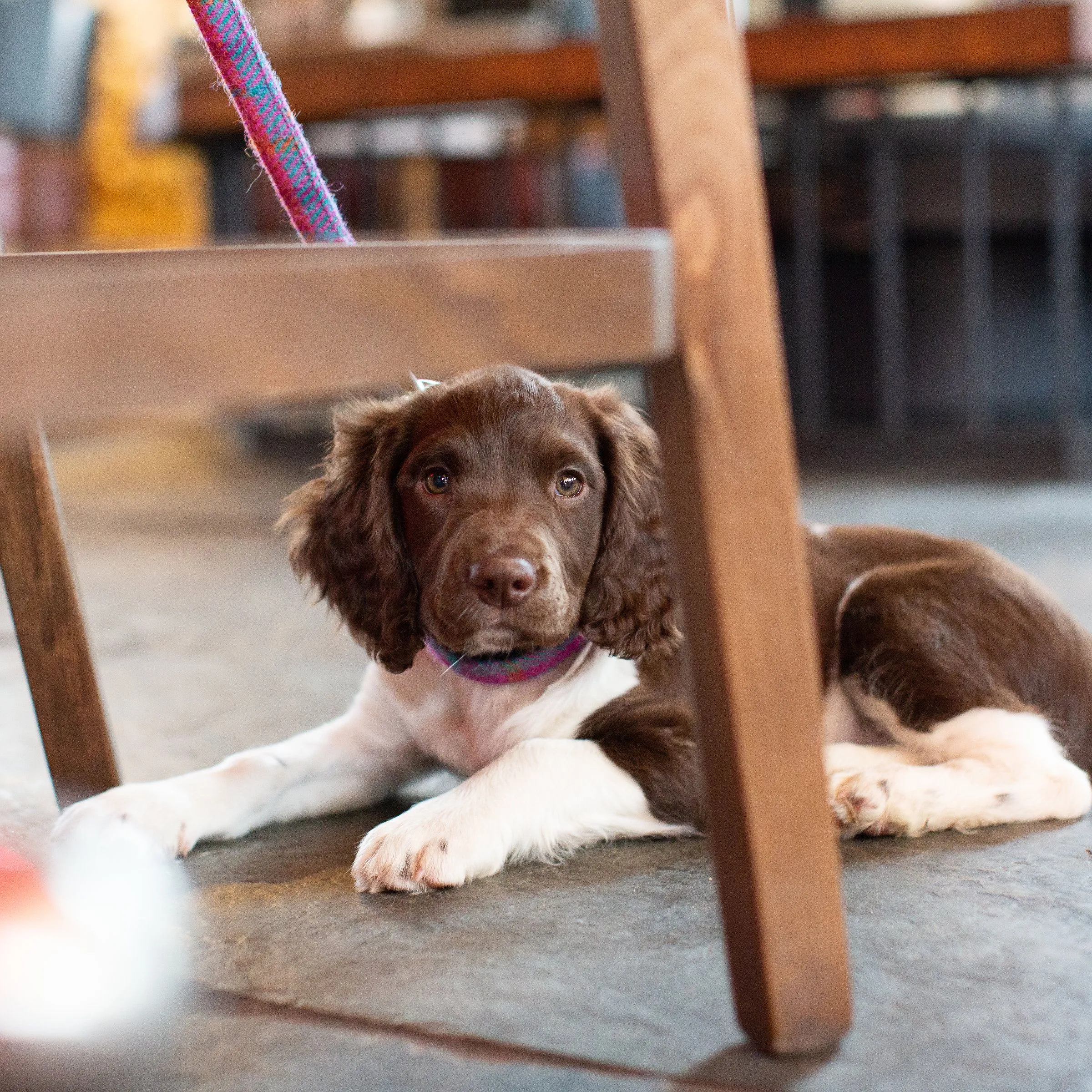 Brown and white puppy lying on the floor beneath a wooden chair indoors