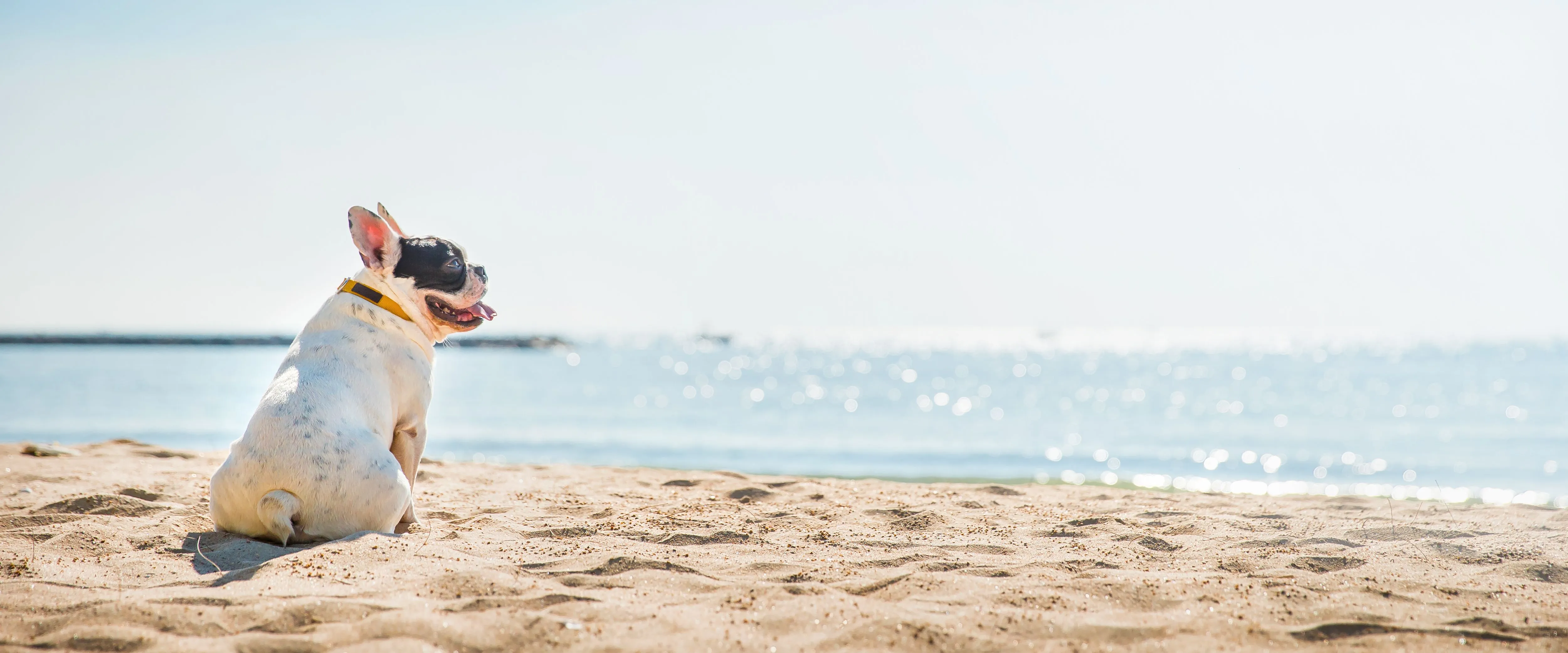 French bulldog sitting on a sandy beach by the sea on a sunny day