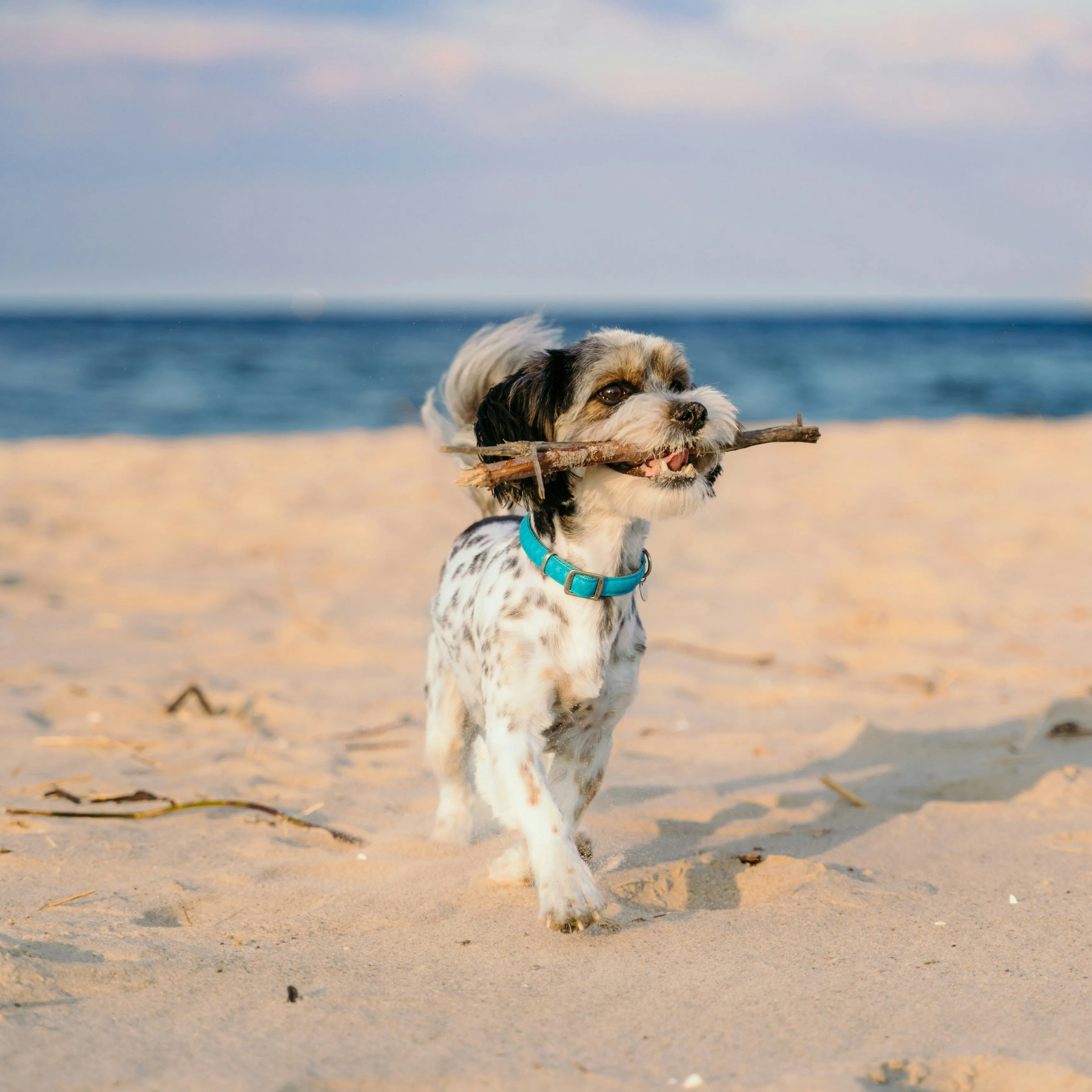 Small black-and-white dog walking on a sandy beach with a stick in its mouth