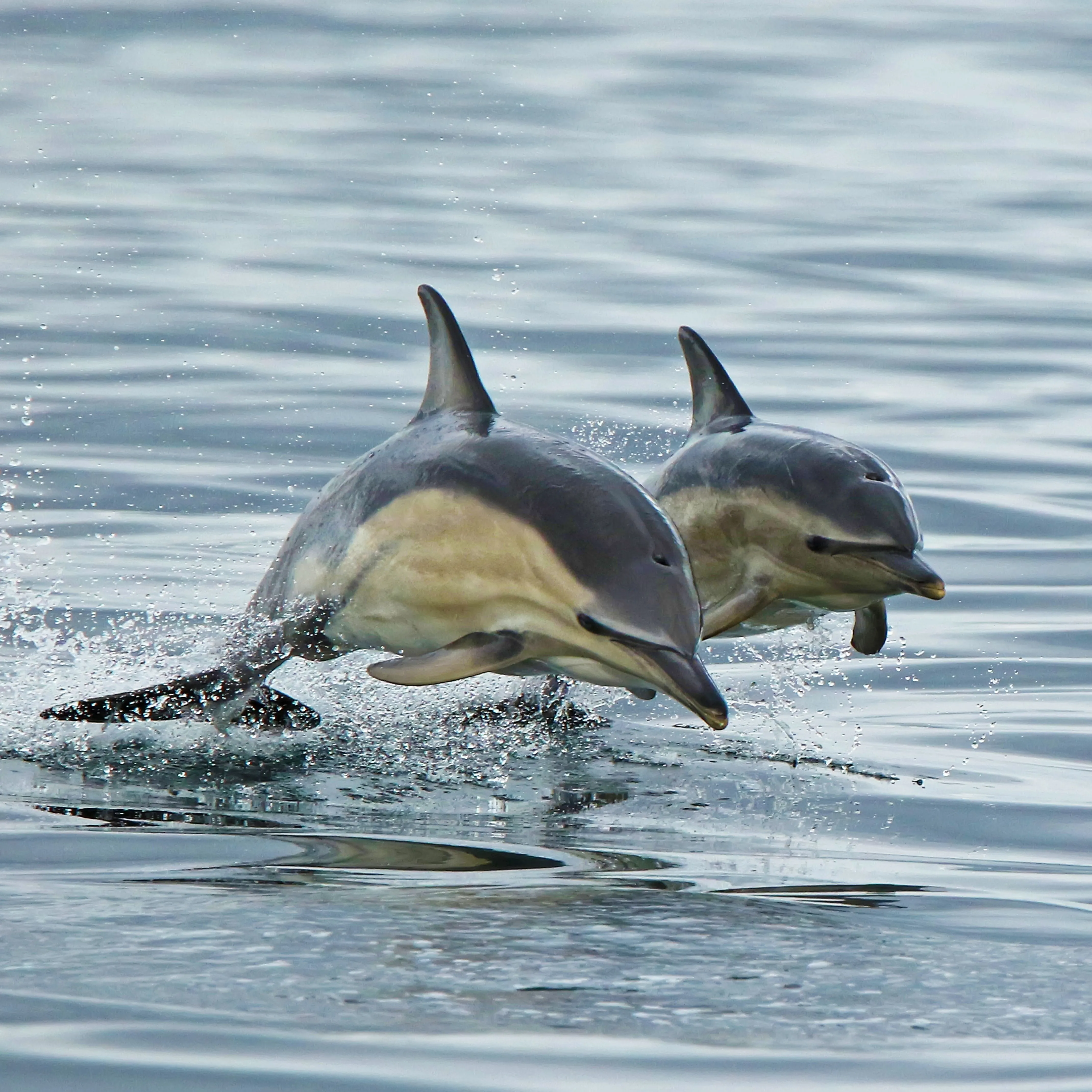 Two dolphins leaping side by side above the surface of calm blue water.