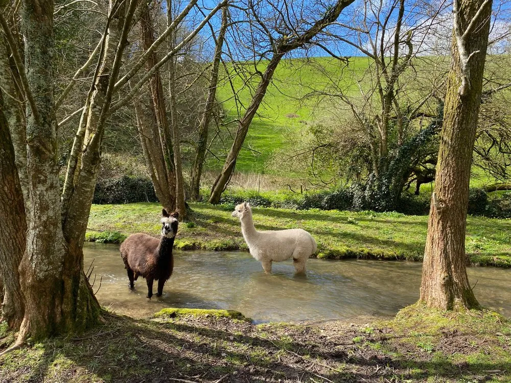 Two alpacas, one dark brown and one white, stand in a shallow stream surrounded by trees, with rolling green hills in the background under a bright blue sky.