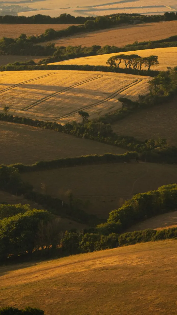 A scenic view of rolling countryside with golden fields and green hedgerows bathed in warm, late afternoon sunlight, creating a patchwork of light and shadow.