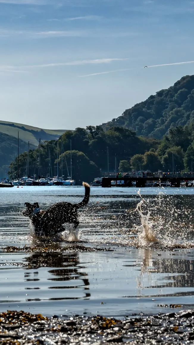 A lively black and white dog splashes through shallow water in a scenic riverside setting, with sailboats, rolling green hills, and a wooden pier in the background.