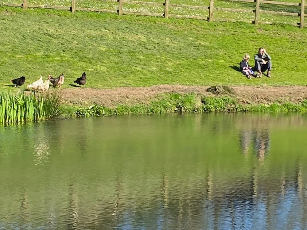 A man and young girl sit on a grassy hill by a pond, watching chickens roam nearby.