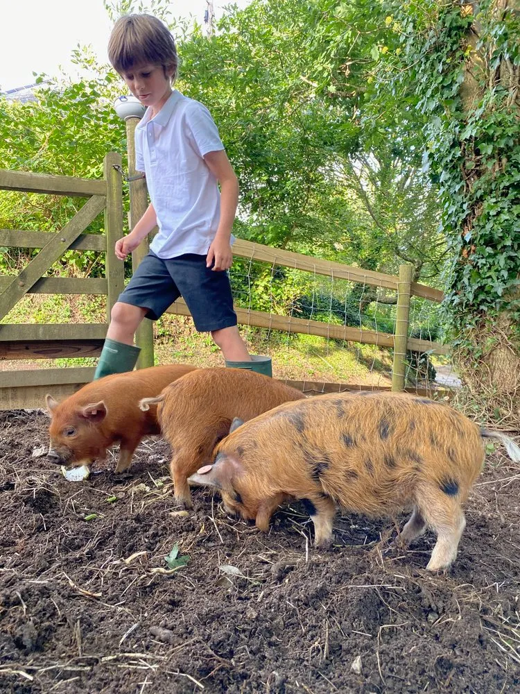 A boy in green boots walks among three small pigs rooting in the dirt.