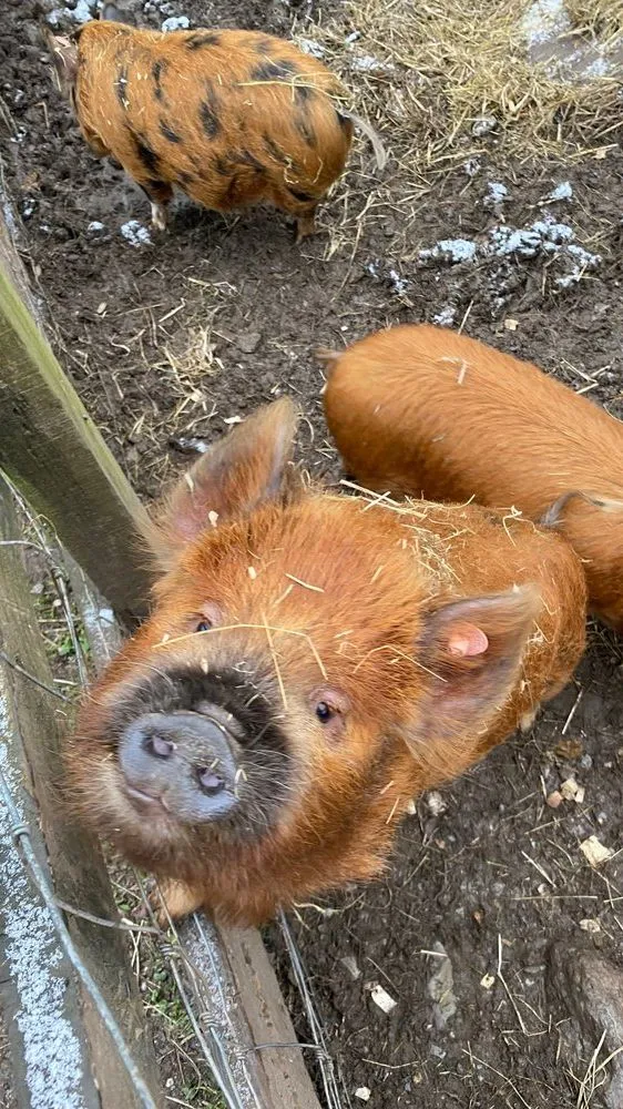 A close-up of a reddish-brown pig looking up at the camera with bits of hay on its fur. Two other pigs are in the muddy pen behind it.
