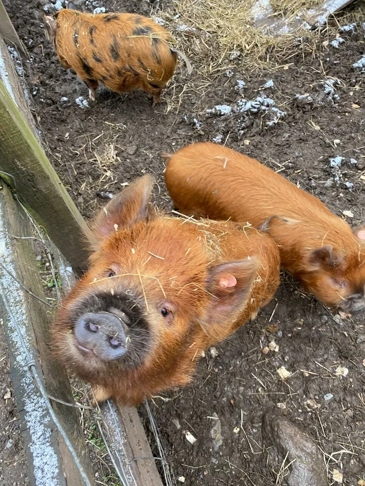 A close-up of a reddish-brown pig looking up at the camera with bits of hay on its fur. Two other pigs are in the muddy pen behind it.