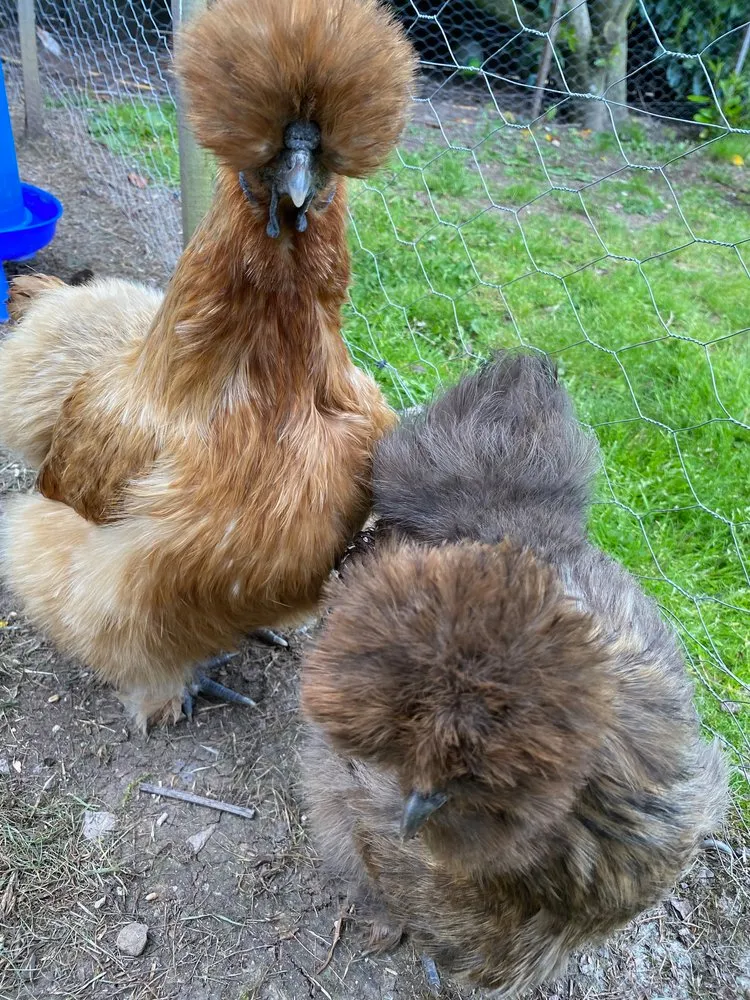 Two fluffy Silkies, one golden brown and the other gray, stand near a wire fence. Their unique feathery crests obscure their eyes, giving them a distinctive appearance.