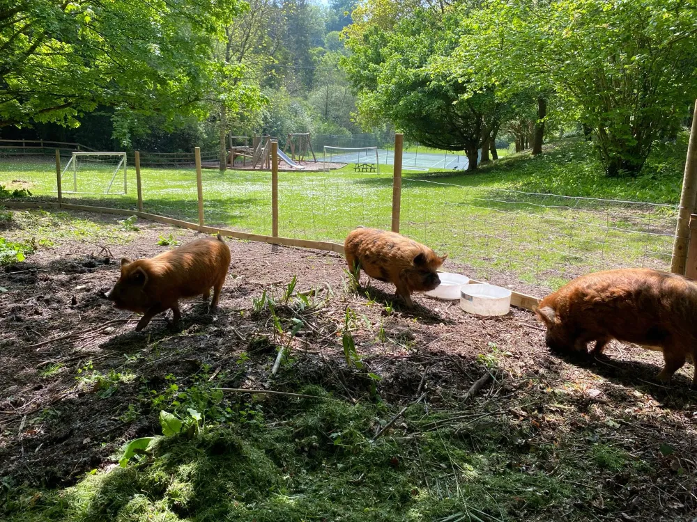 Three reddish-brown pigs roam in a fenced outdoor pen with patches of grass and dirt. A wooden playset and green trees are visible in the background.