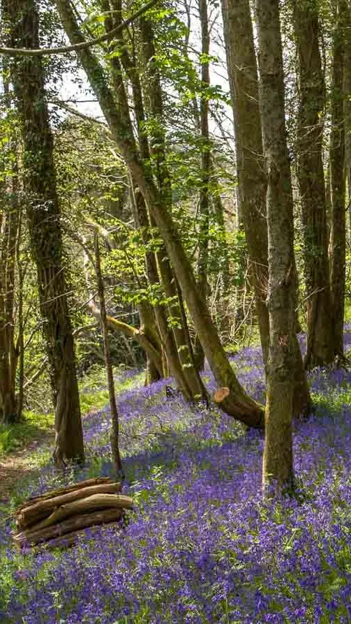 A woodland scene with tall trees and a forest floor blanketed in vibrant purple-blue bluebells. Sunlight filters through the leaves, casting dappled light on the flowers.