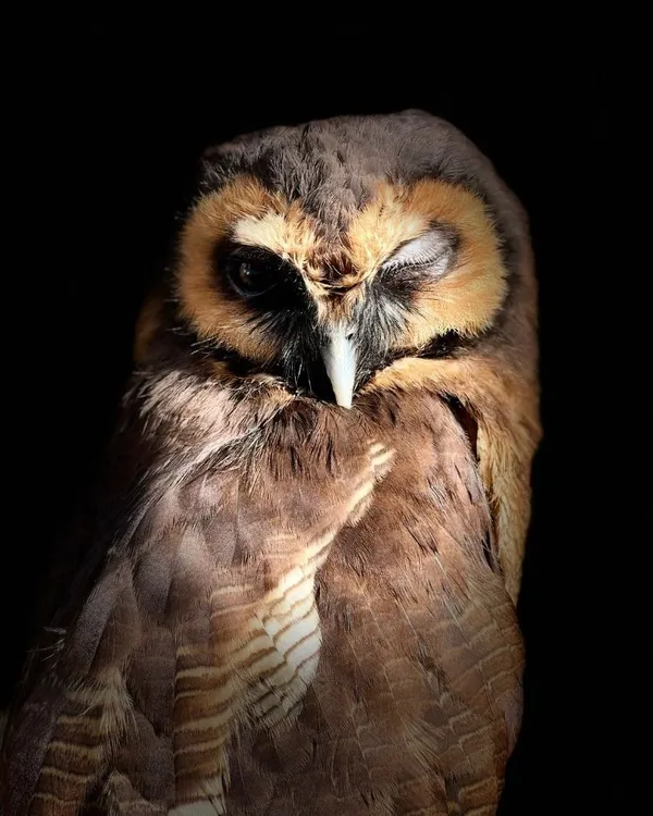 A brown owl with intricate feather patterns winks one eye, its sharp beak and dark gaze standing out against a black background.