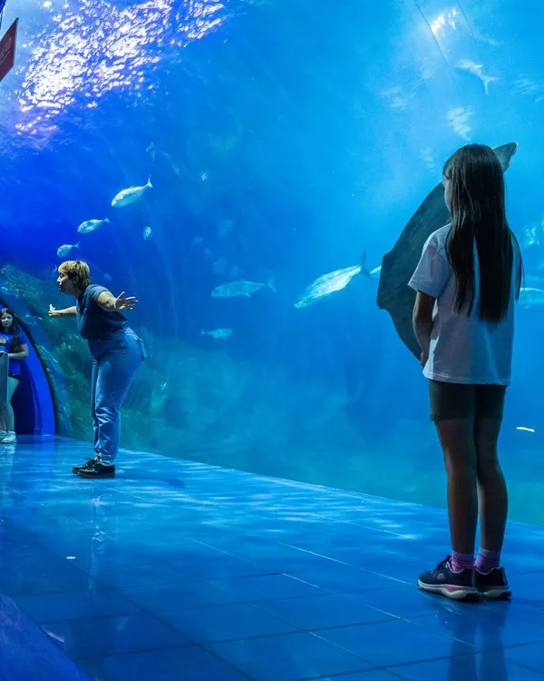 A child watches a stingray glide past in a large aquarium tunnel, while a presenter engages visitors with an educational talk. Fish swim in the blue-lit water above.