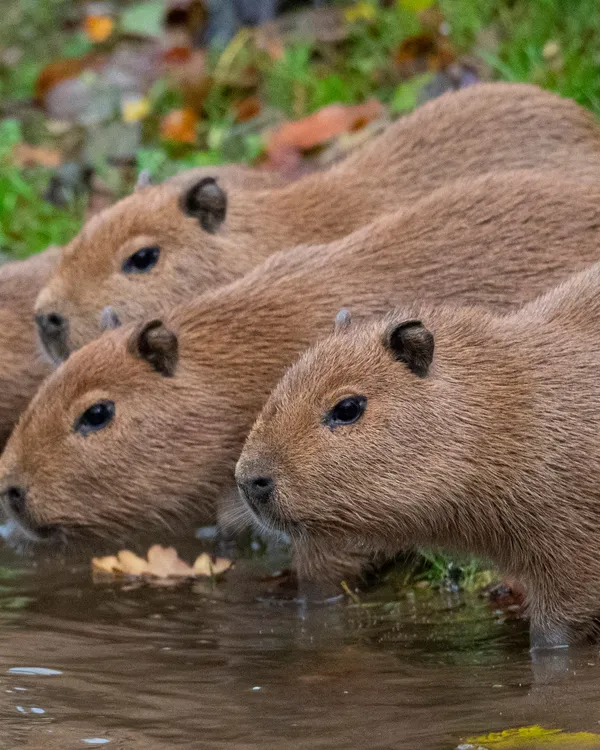 Four capybaras stand at the edge of a pond, partially submerged in the water. Their brown fur is damp, and the grassy bank behind them is dotted with fallen leaves.