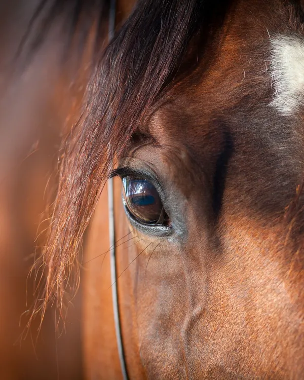 A close-up of a brown horse's face, highlighting its deep, reflective eye and a white marking on its forehead. Strands of its mane fall gently over its face.
