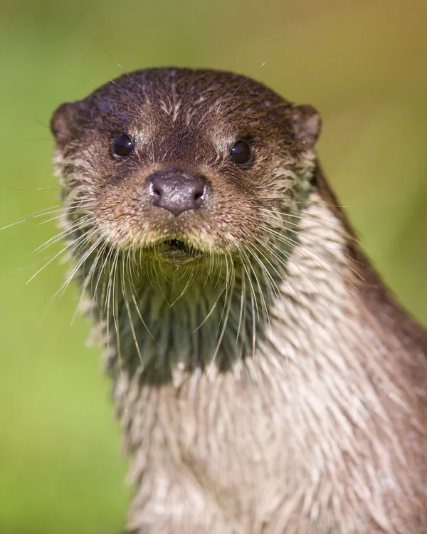 A curious otter with wet fur and long whiskers gazes directly ahead. Its dark eyes glisten in the sunlight against a blurred green background.