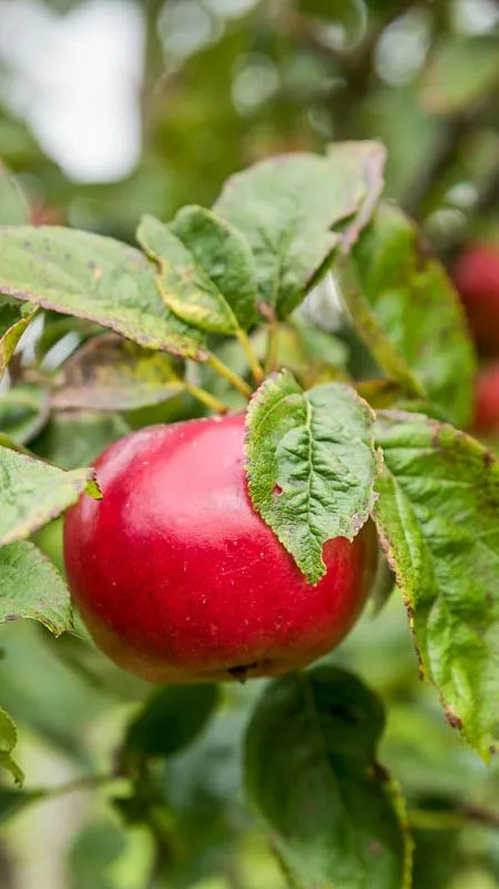A ripe red apple hanging from a tree branch, surrounded by green leaves with some browning edges. More apples and blurred greenery are visible in the background.