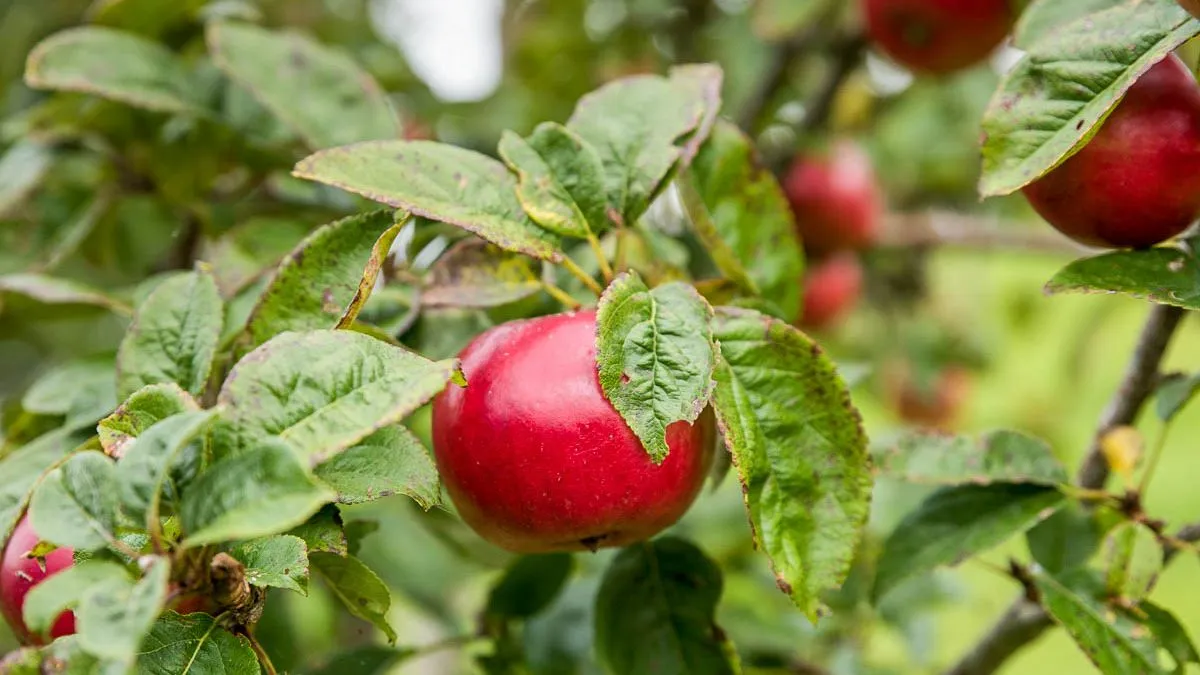 A ripe red apple hanging from a tree branch, surrounded by green leaves with some browning edges. More apples and blurred greenery are visible in the background.