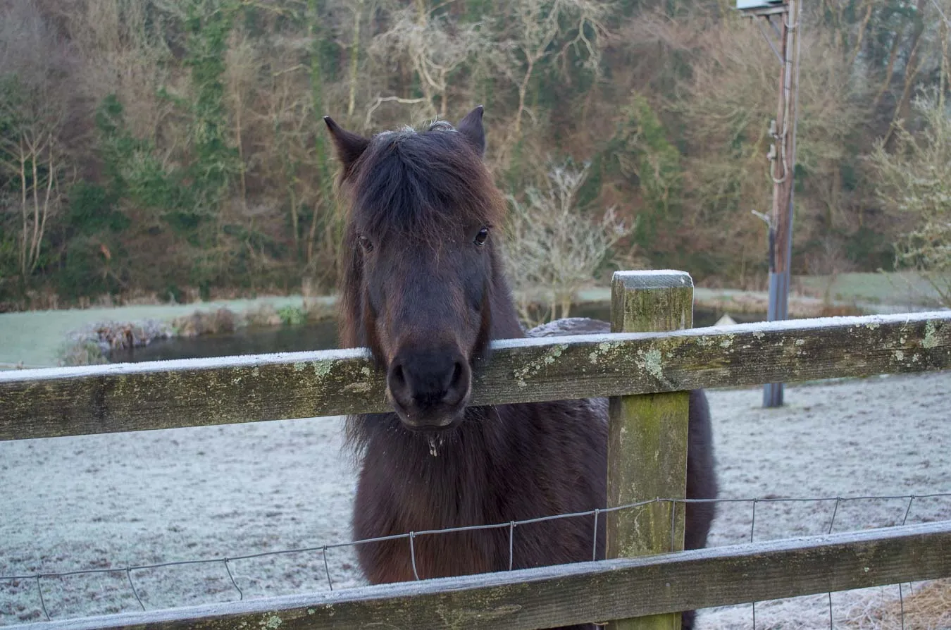 Horse in snowy field