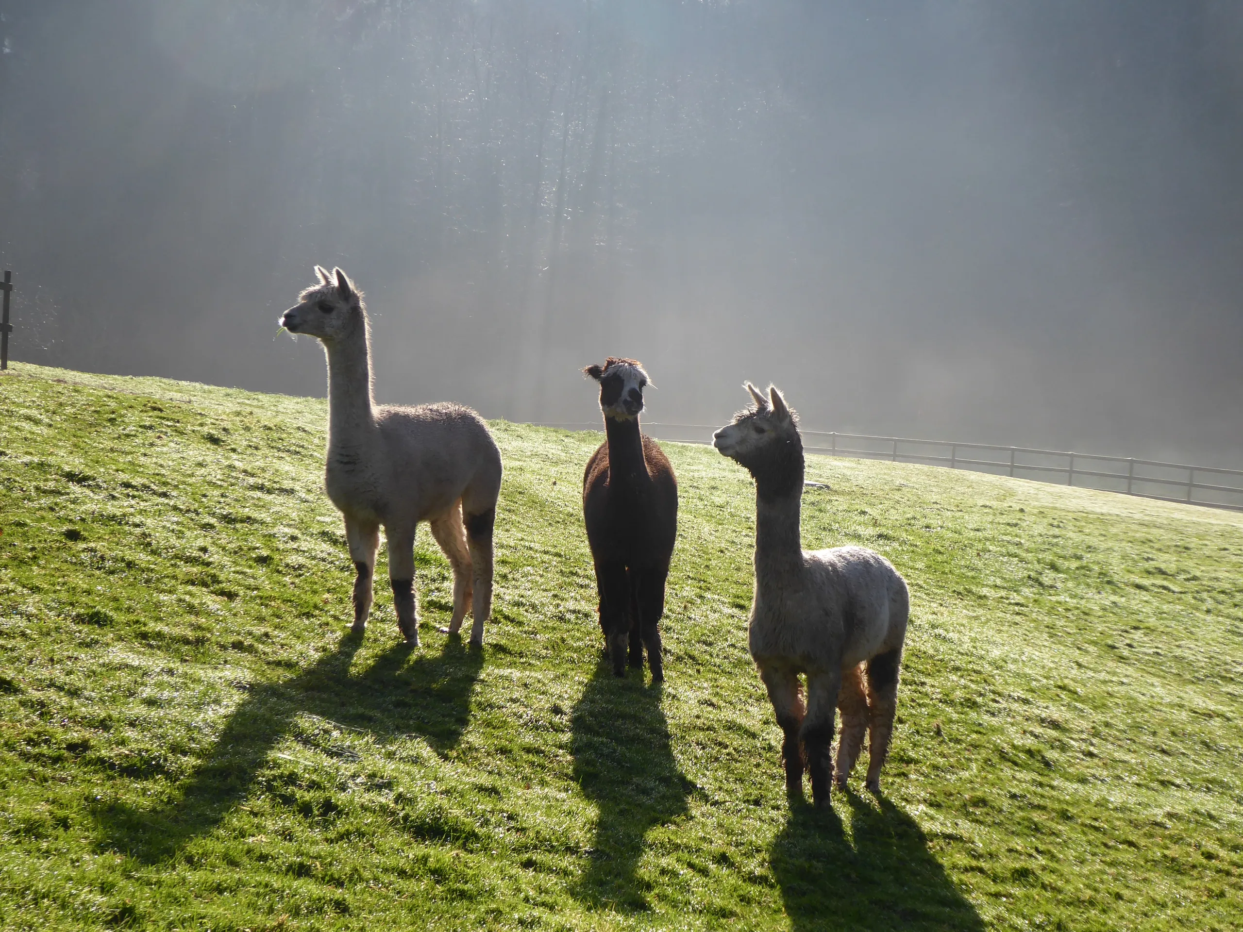Alpacaas in field