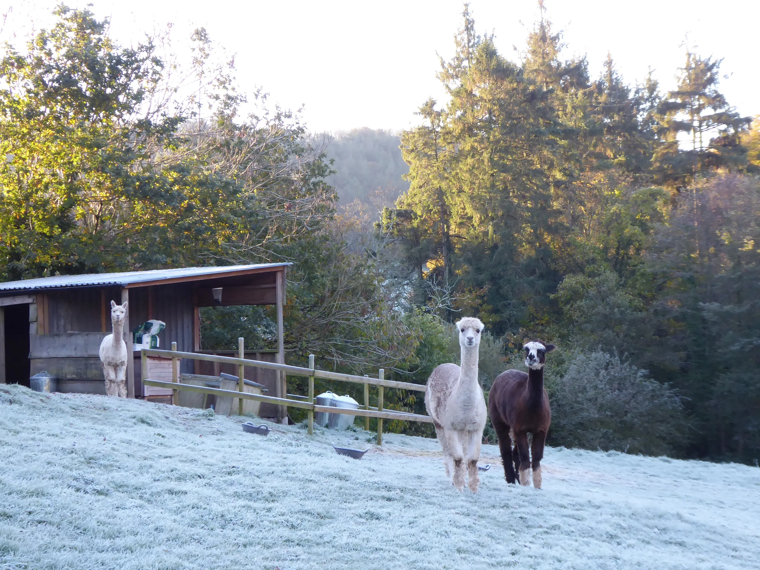 Alpacaas in snowy field