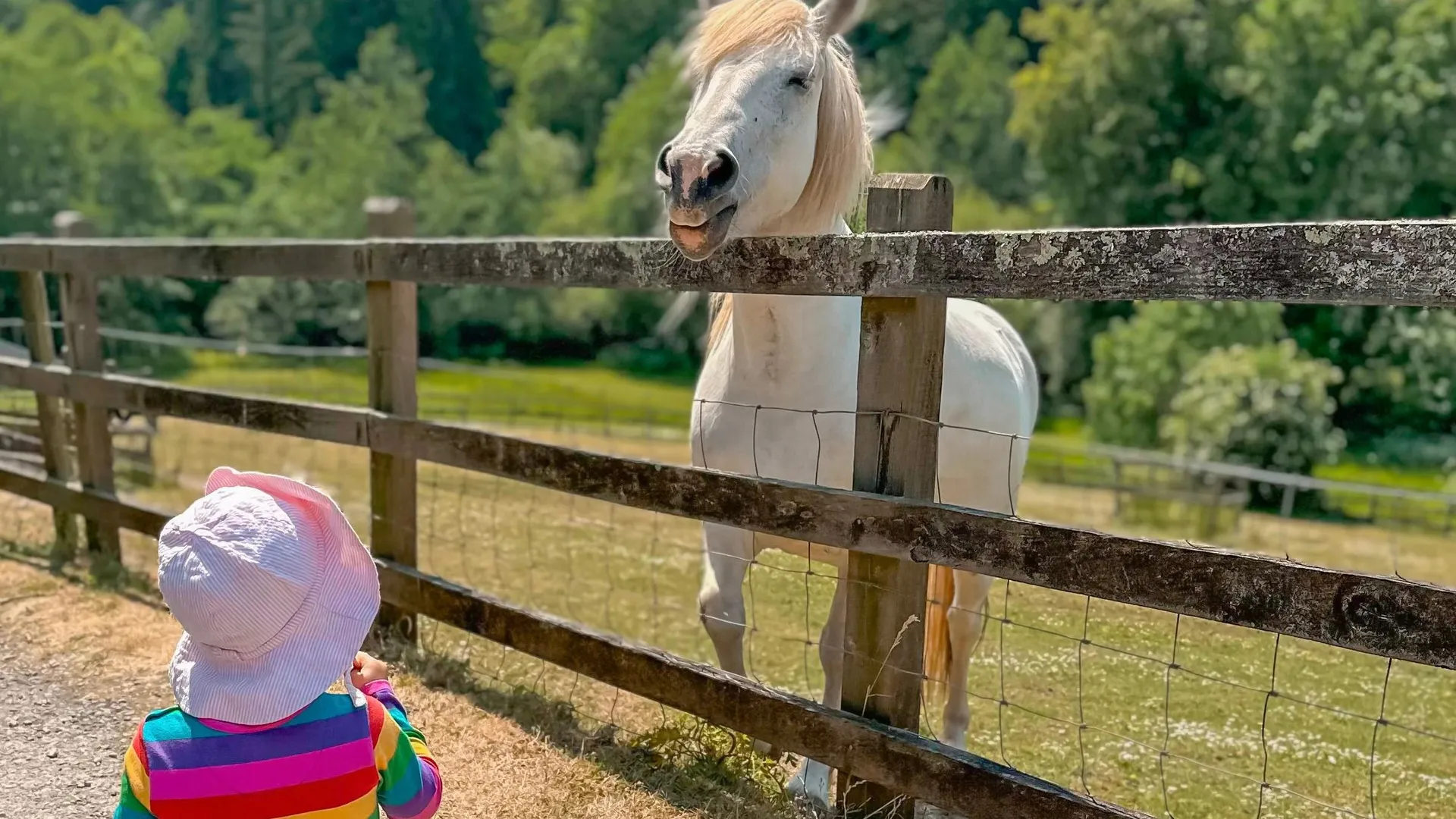 Girl looking at horse