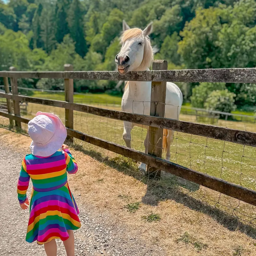 Girl looking at horse
