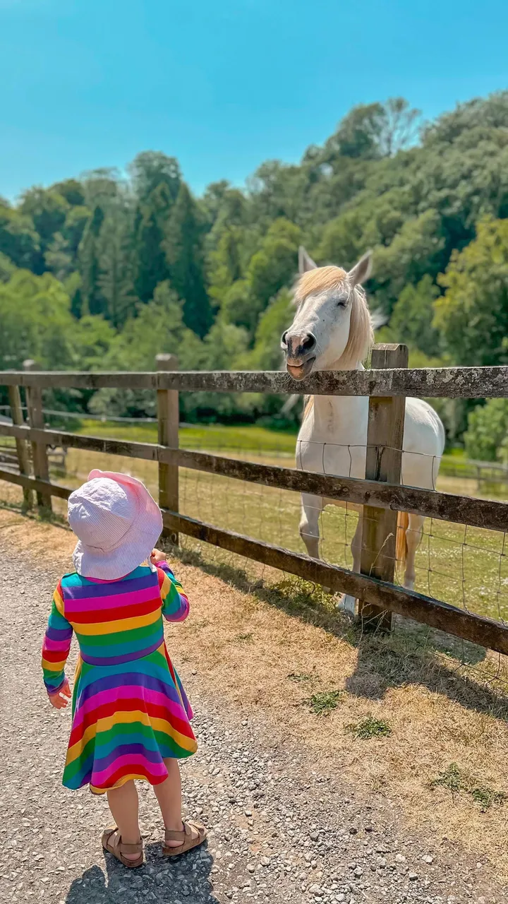 Girl looking at horse