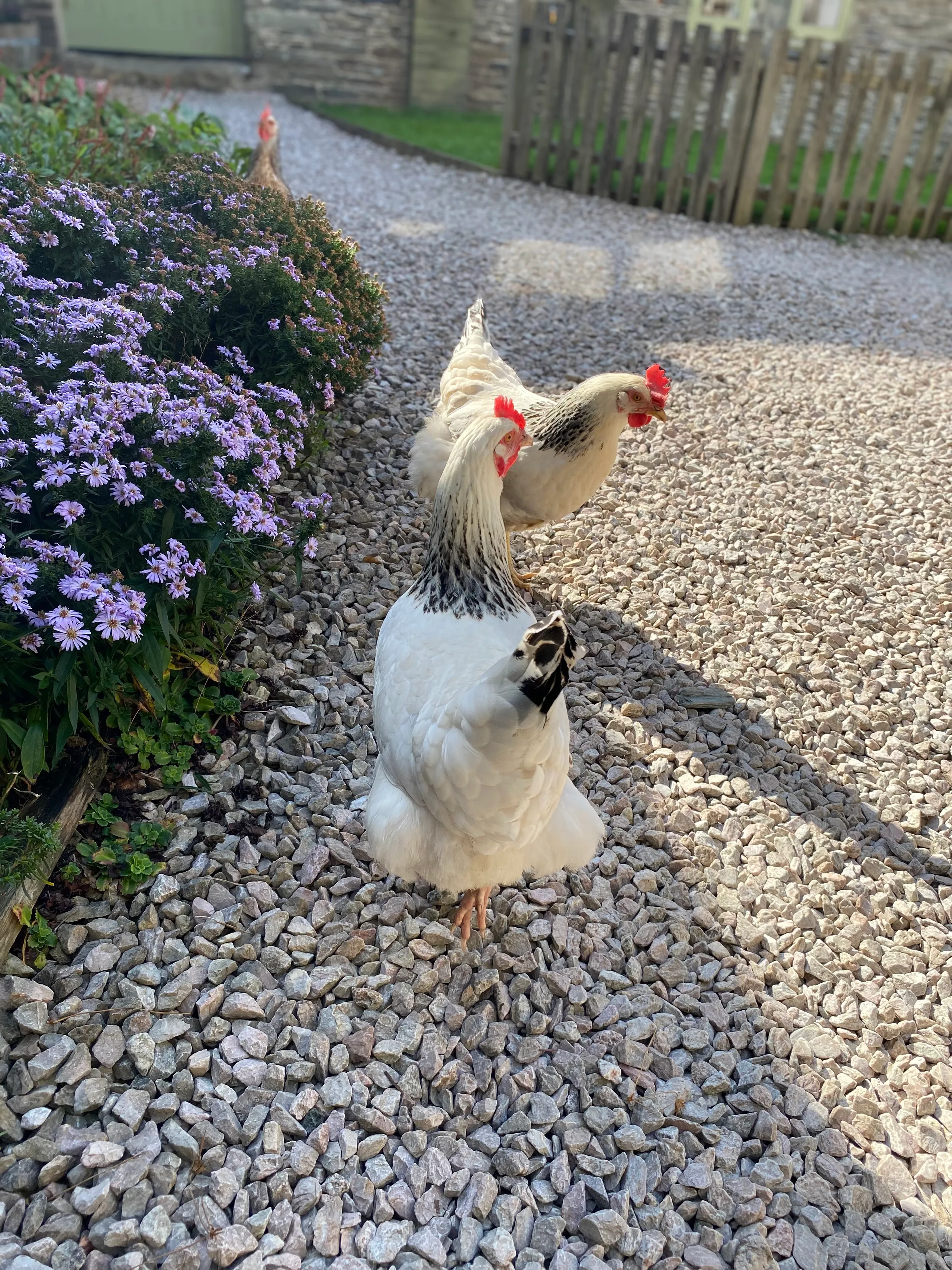Chickens close up