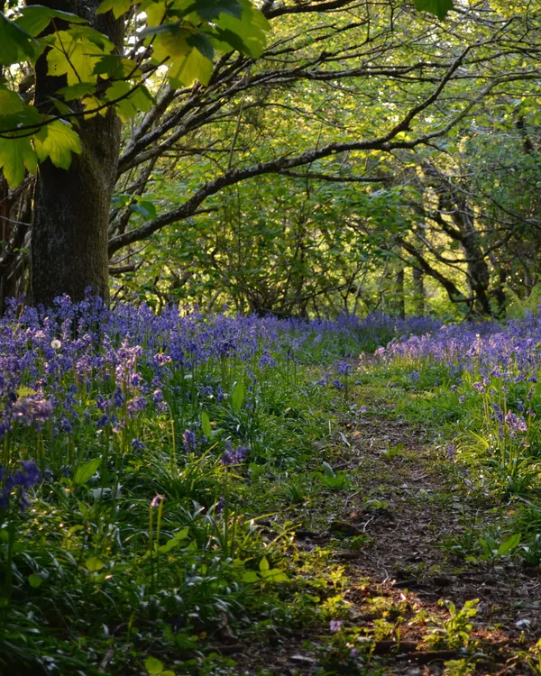 Bluebells Woods with path through the bluebells