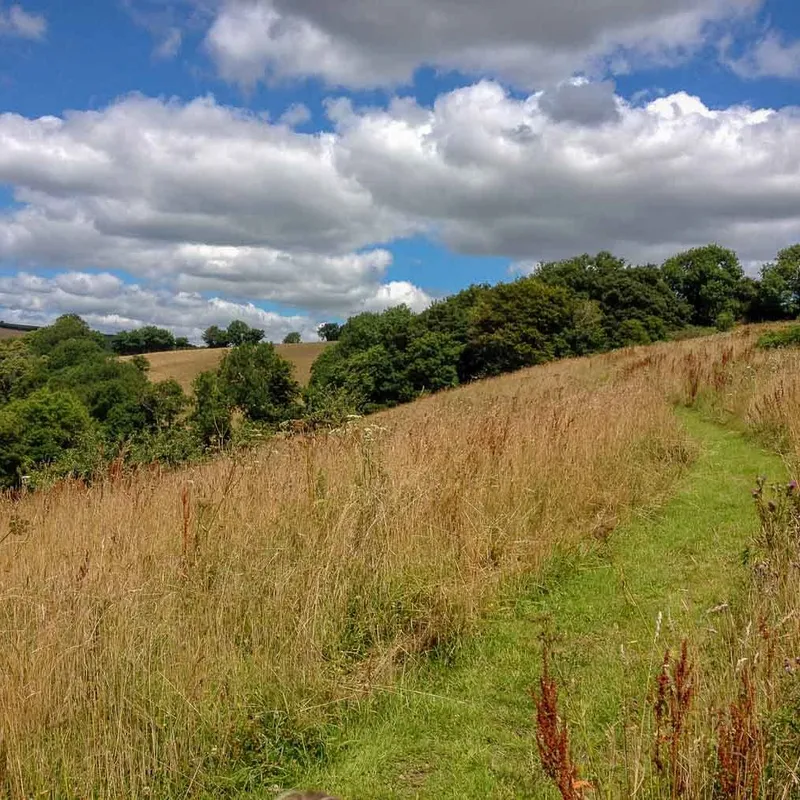 Meadow with path