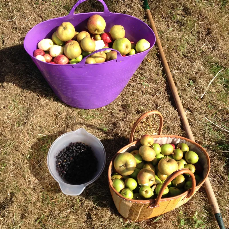 Harvested apples