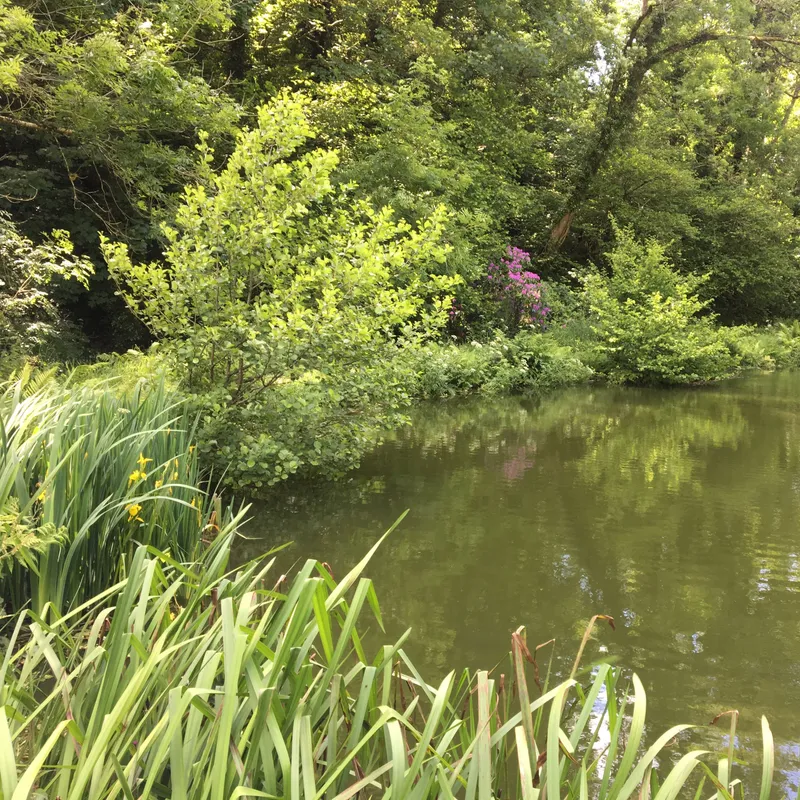 Pond with banks