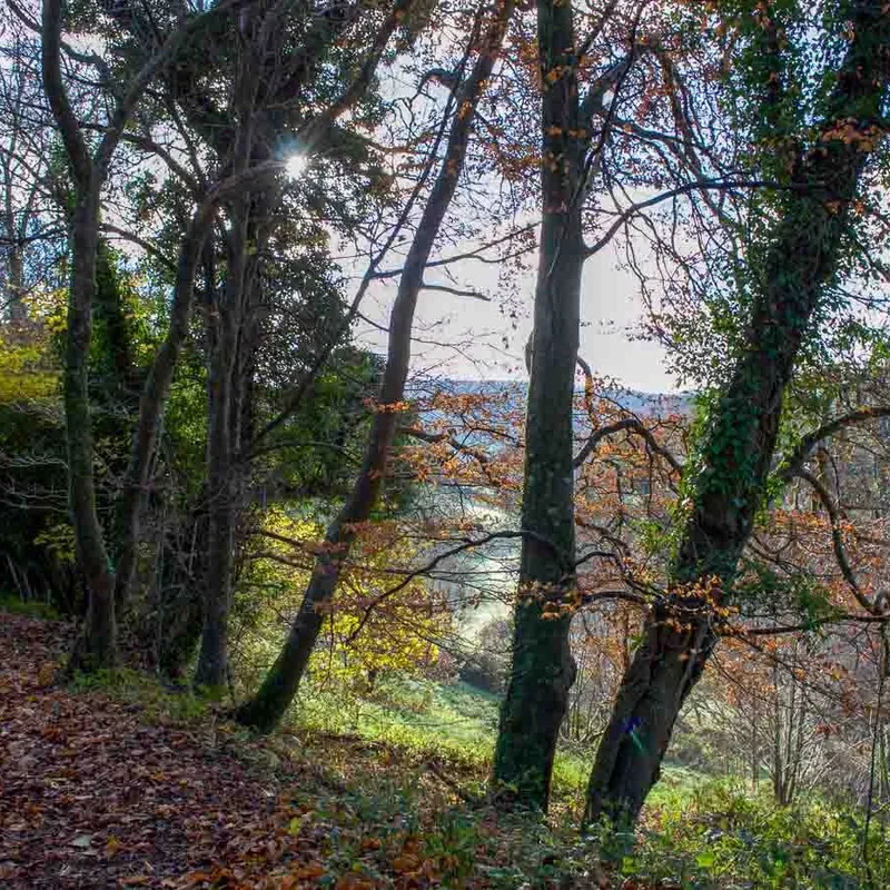 Autumn Woods - Flear Farm Cottages