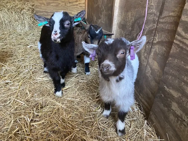 Goats in a shed