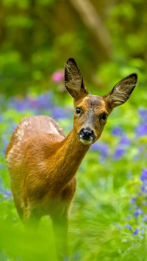 A young deer stands among lush green foliage and vibrant purple wildflowers in a forest, gazing curiously with perked ears.