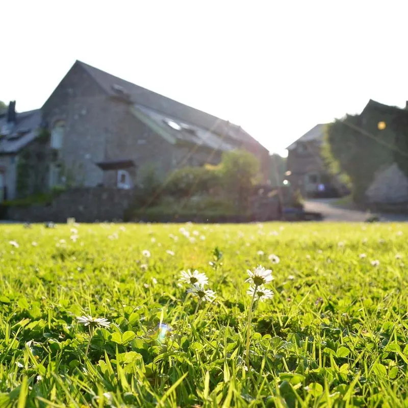 A sunlit meadow with small white daisies in the foreground, leading to rustic stone buildings in the background, partially covered in greenery, under a bright sky.