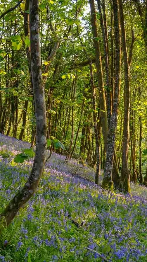 A woodland scene with sunlight filtering through tall trees, casting a glow over a forest floor blanketed in vibrant purple-blue bluebells.