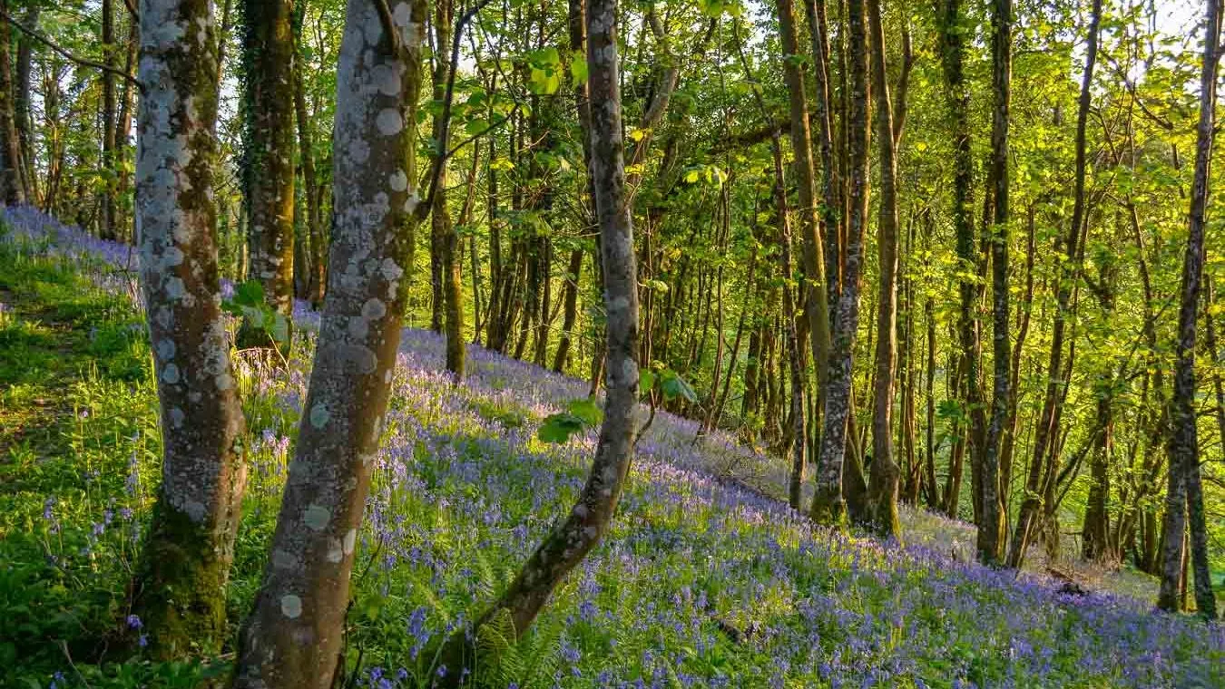 A woodland scene with sunlight filtering through tall trees, casting a glow over a forest floor blanketed in vibrant purple-blue bluebells.