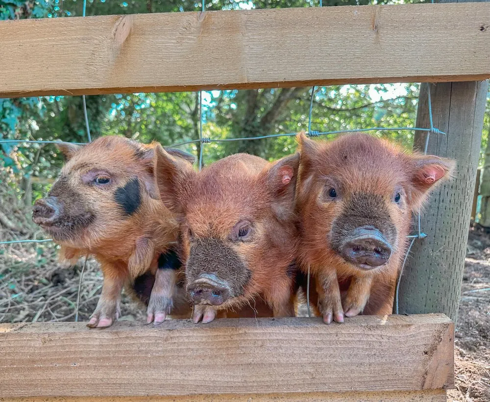 Three adorable piglets with reddish-brown fur lean over a wooden fence, their snouts covered in dirt, curiously looking out from their pen on a sunny day.